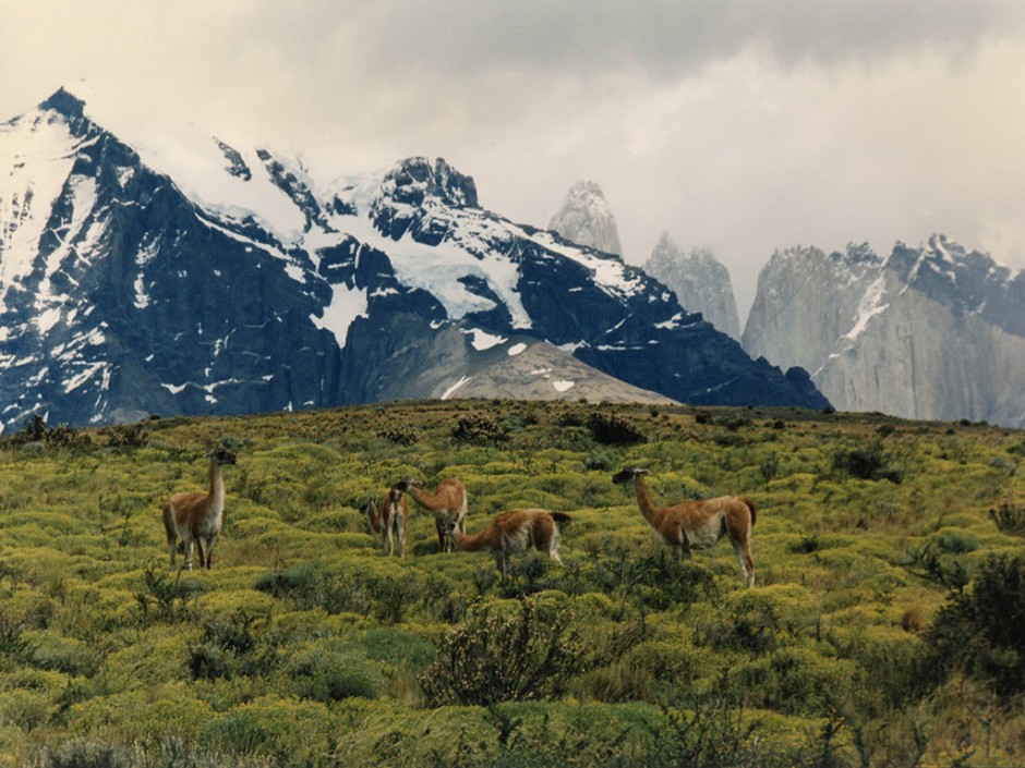 Parc National de Torres Del Paine - Patagonie, Chili2